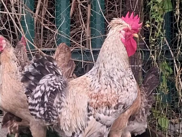 Roosters - Main image
