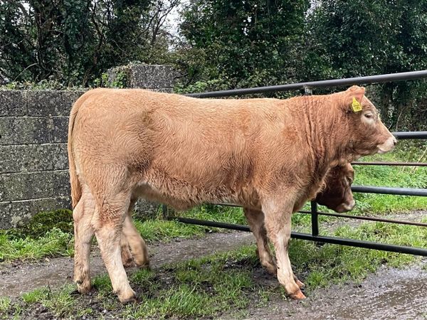 High Quality Organic Weanling Heifers - Main image