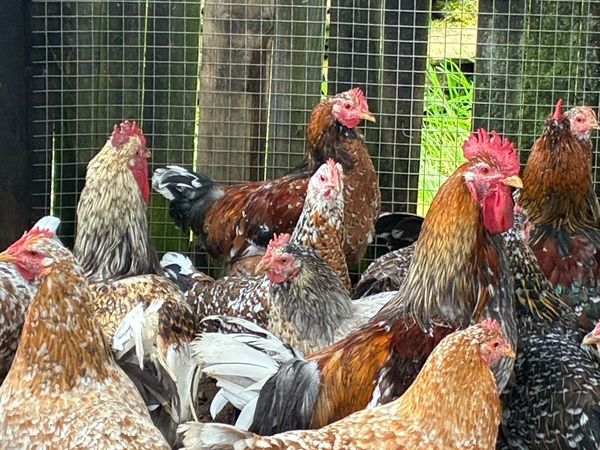 Poultry - Main image