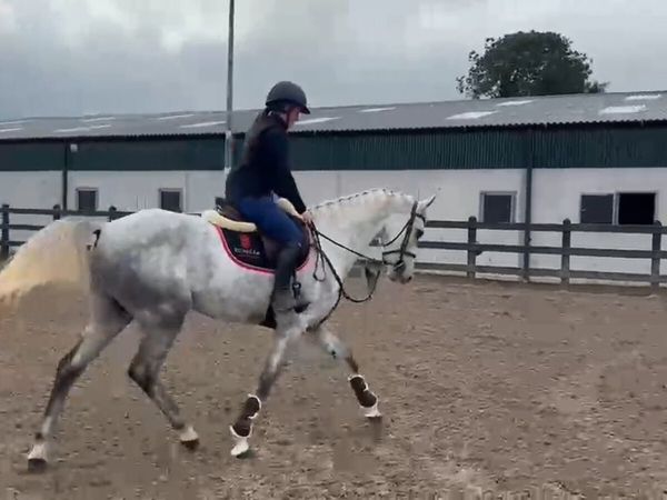 Glynnwood Cornet (Obolynsky) - Main image