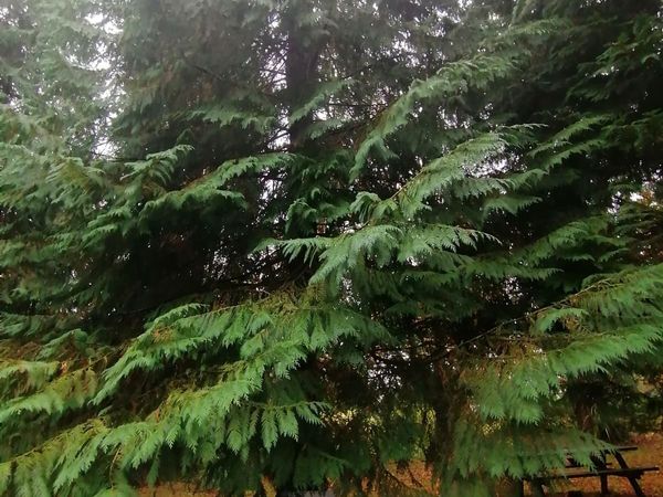 Plants and shrubs for free - Main image