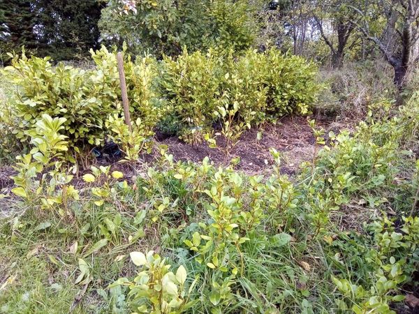 Hedging - Main image