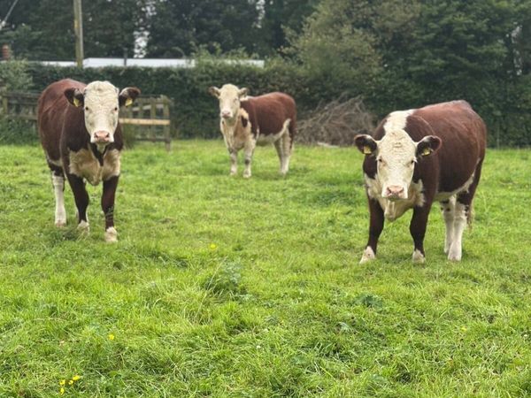 PBR Hereford Heifers - Main image
