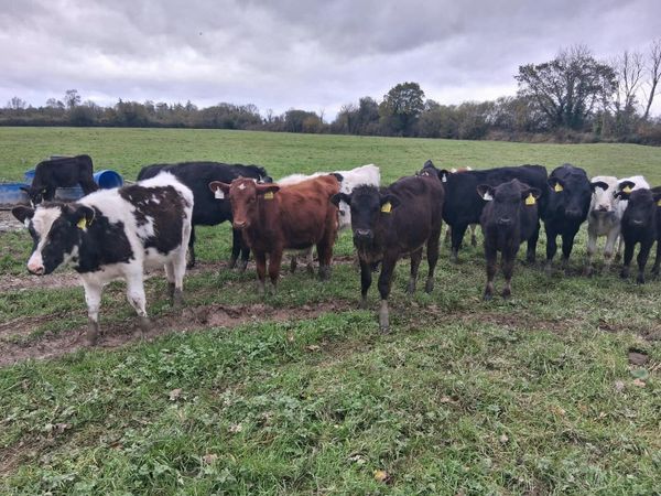 Cheap weanlings - Main image