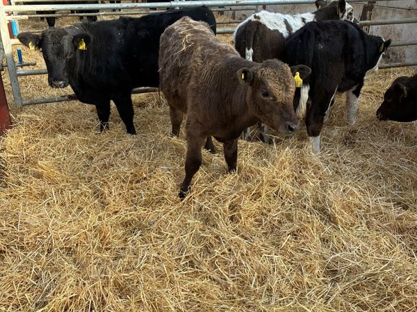 Beef bred bullocks - Main image