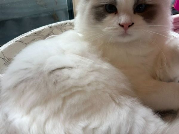 Exquisite Purebred Ragdoll Kittens for sale in Waterford for €2,000 on ...