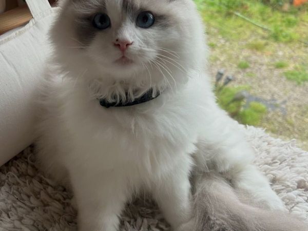 Exquisite Purebred Ragdoll Kittens for sale in Waterford for €2,000 on ...