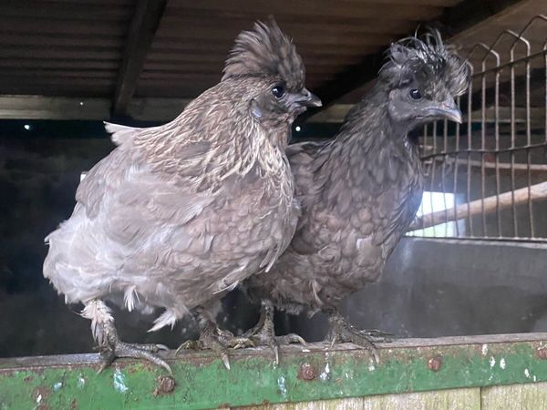 Pullets,silkies,laying hen - Main image