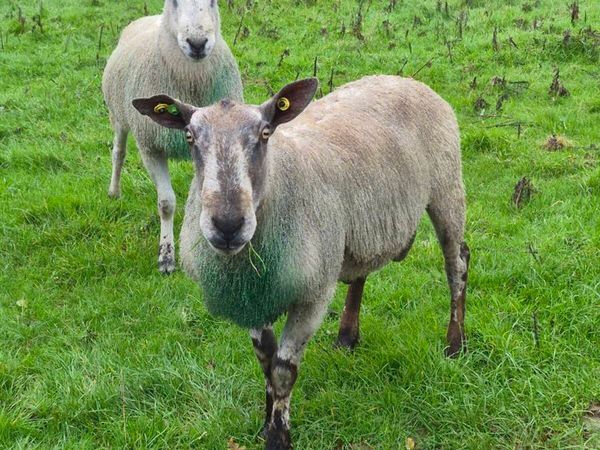 Bluefaced Leicester Rams x 2 - Main image