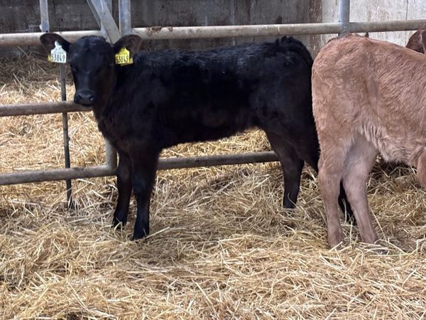 3 heifer calves for sale - Main image