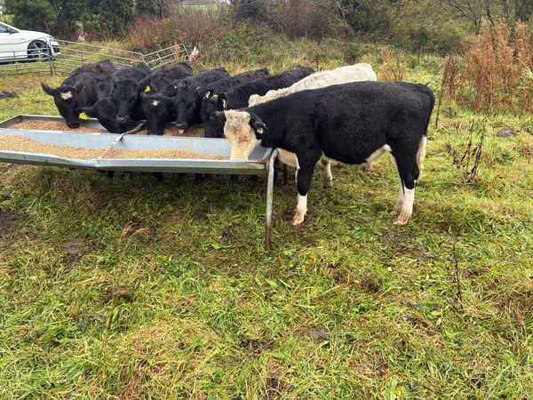 Angus and Charolais runners - Main image