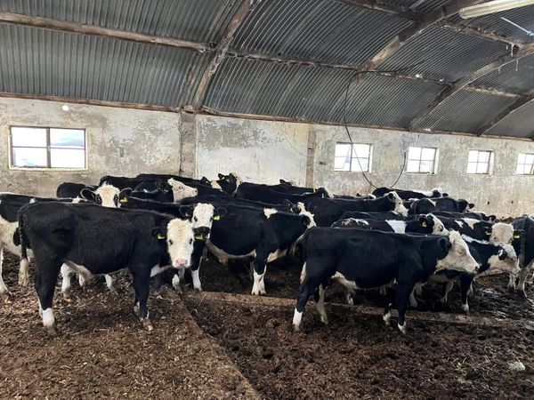 26 HB bulls 190kg - Main image