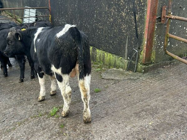 Weanling bulls - Main image