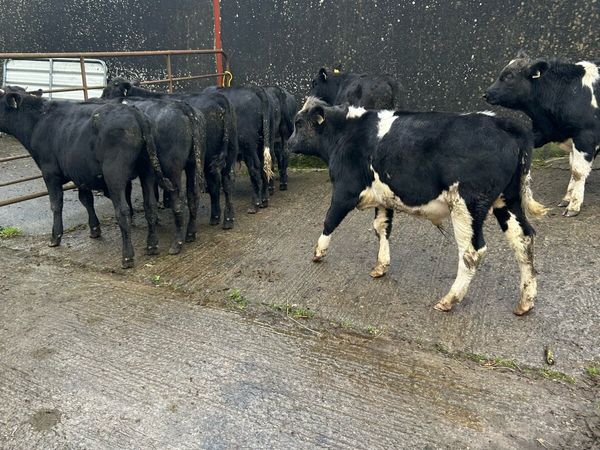 Weanling bulls for sale in Tipperary for €925 on DoneDeal