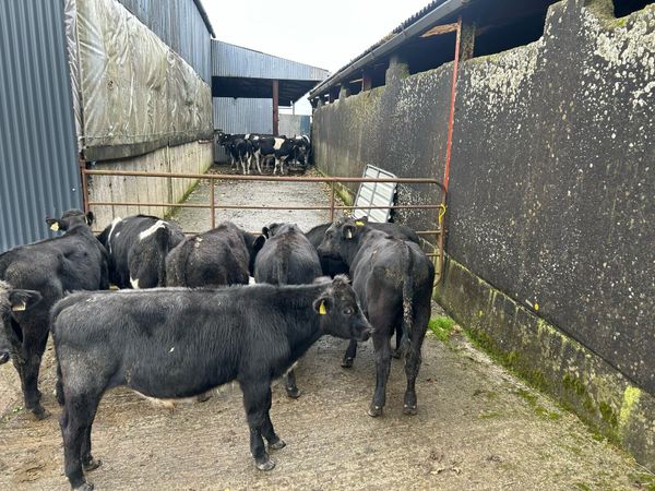 Weanling bulls for sale in Tipperary for €925 on DoneDeal