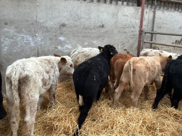 Charolais lim Angus and sim bulls - Main image