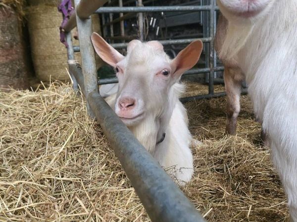 Saanen puck Goat for sale - Main image