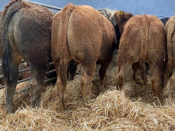 6 SUPER BULLS - Main image