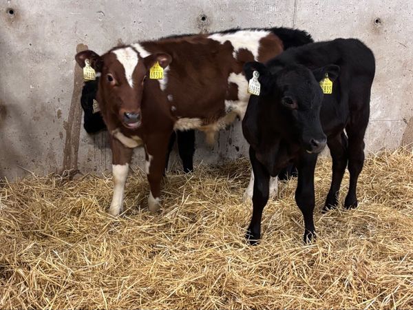 3 reared calves for sale @€540 - Main image