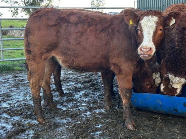 SUPER BREEDING HEIFERS - Main image