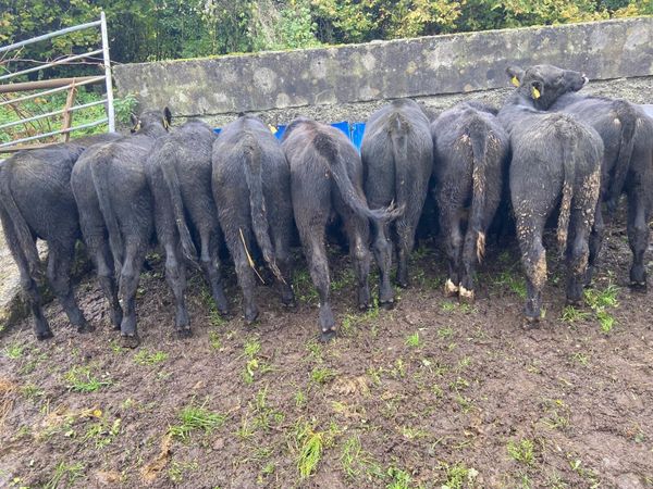 ABEREEN ANGUS CALFS - Main image