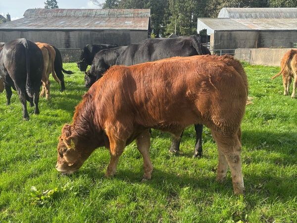 Limousin weanlings hi - Main image