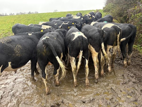 Proper British Friesian Bull Weanlings - Main image