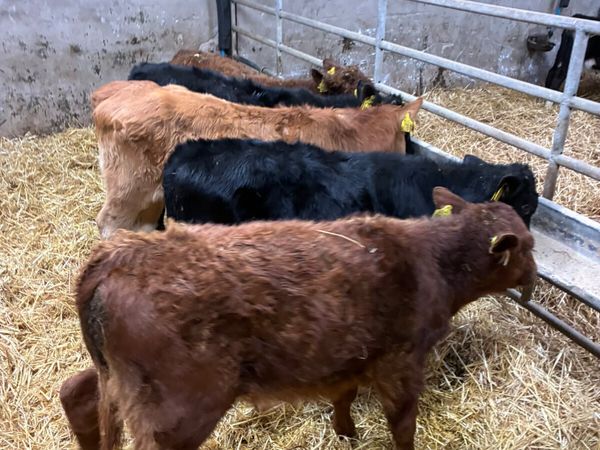Beef bred bulls - Main image