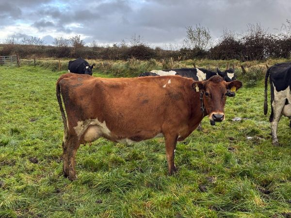 5 empty Dairy cows - Main image