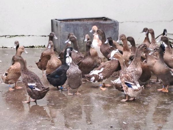 Point to lay ducks - Main image