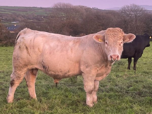 PBR Charolais Bull - Main image