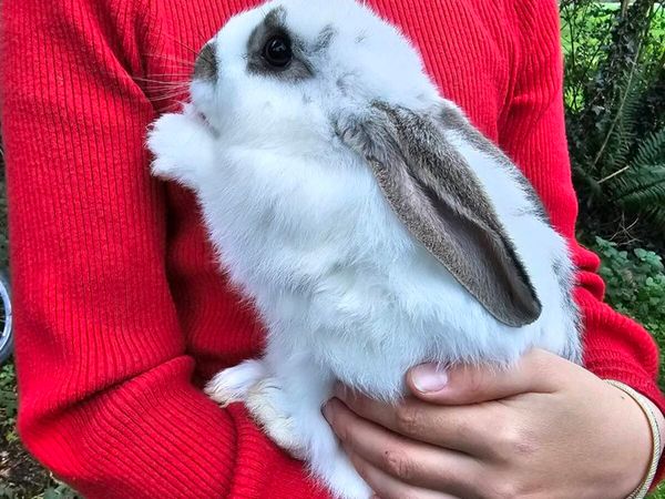 Flemish x New Zealand mix - Main image