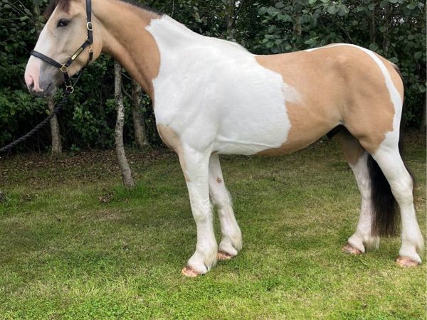 16.1hh Cob x ID - Main image