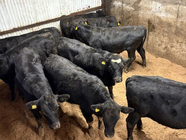Angus and lim bullocks - Main image