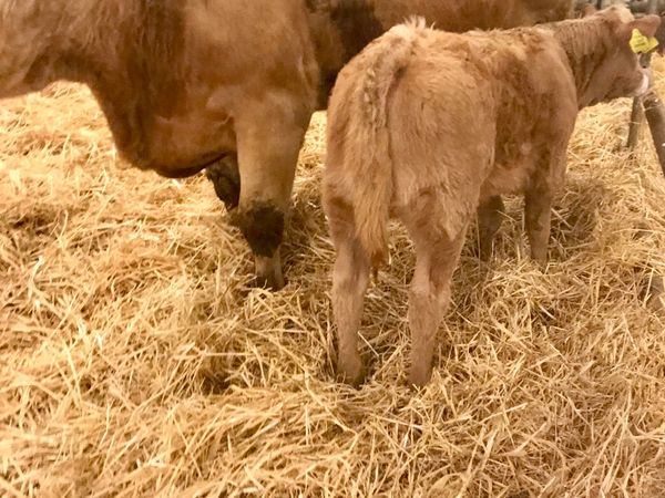 Charolais Cow and  Charolais Calf - Main image