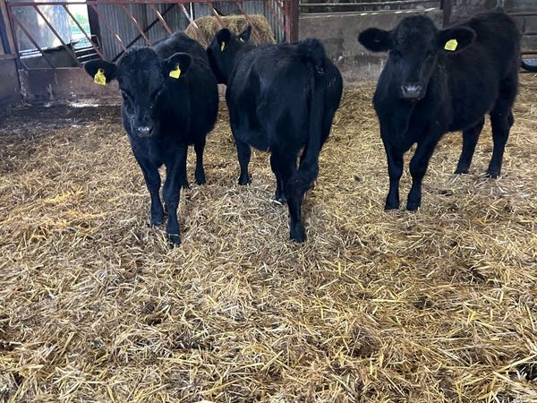 4 Aberdeen Angus heifers - Main image