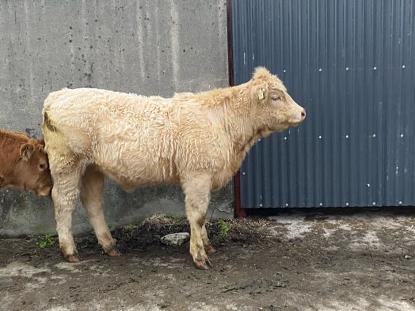 Saler x Charolais heifer Weanling - Main image
