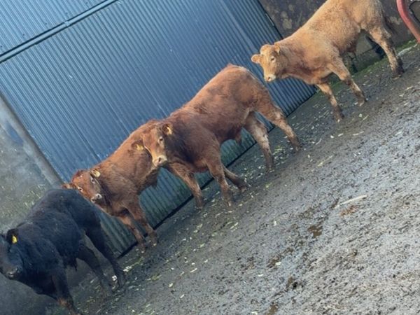 Super bull weanlings - Main image