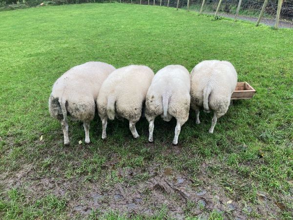 Beltex rams - Main image