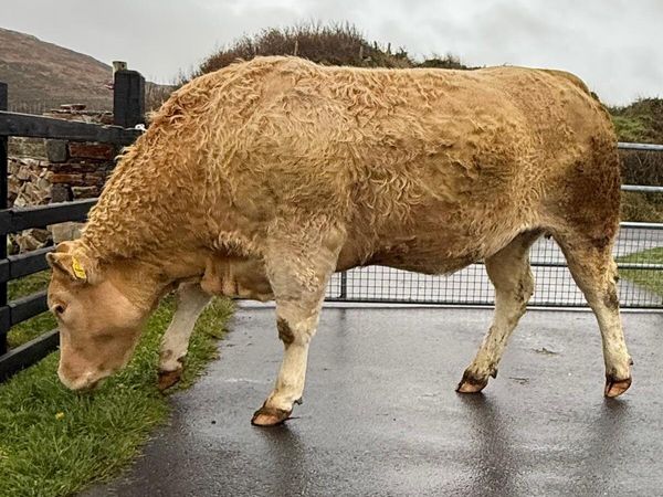 Top Quality CHX Springing Heifer - Main image