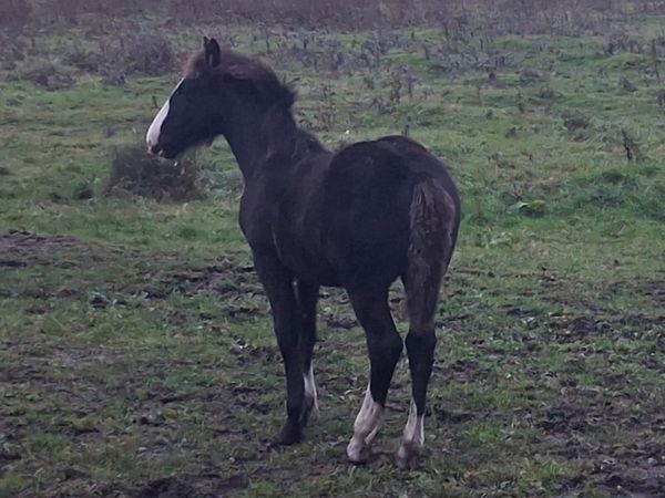 6 month old colt - Main image