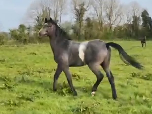 Horse for Sale - Main image