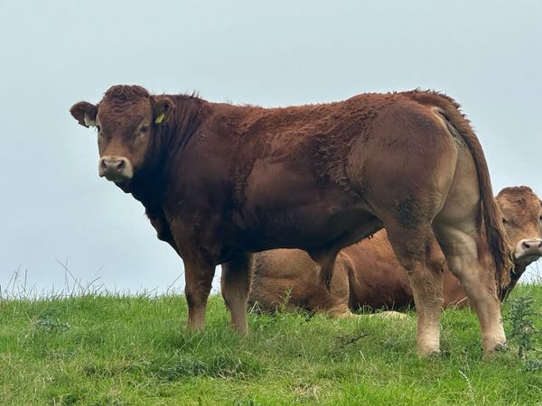 Pedigree limousin bulls - Main image