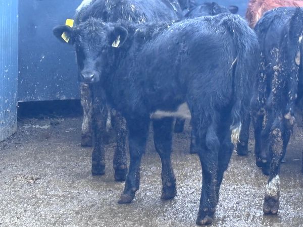 11 weanling heifers for sale @€865 - Main image