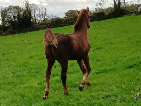 Registered Irish Draught Filly Foal - Main image