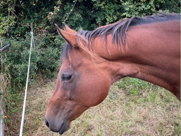 Mare in Foal - Guaranteed Palomino or Buckskin - Main image