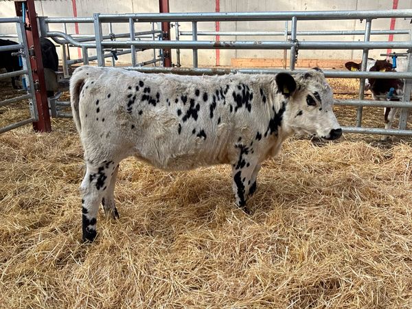 Speckle park heifer - Main image