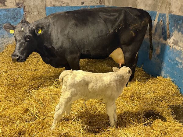 Lovely Aberdeen Angus Cow Bull Calf at Foot - Main image