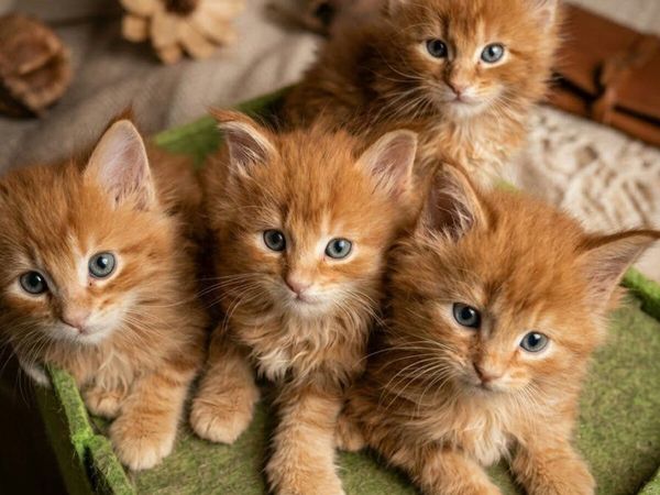 Maine Coon kittens for sale - Main image