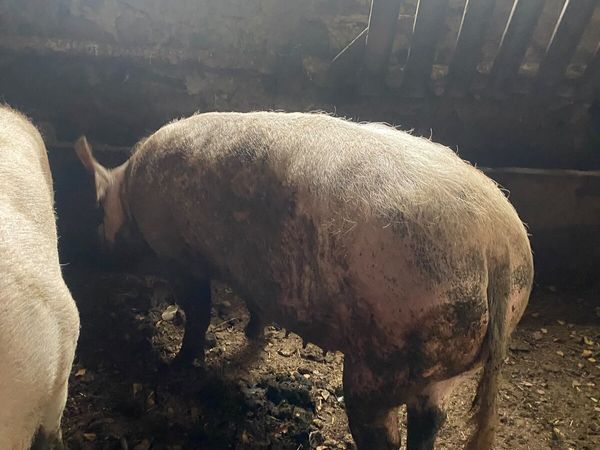 Sows - Main image